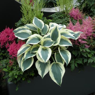 Hosta 'Blue Ivory'